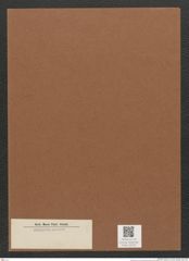 Diatomeae indet. Zeichnungen Sammlung Grunow Mappe 02337 (Herbarium_W_Grunow_drawings_Folder_02337)